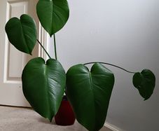 Monstera