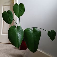 Monstera