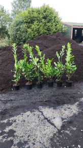 Laurel Hedging 4ft in 5 litre pot just 5 euro