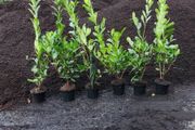 Laurel Hedging 4ft in 5 litre pot just 5 euro
