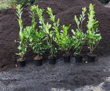 Laurel Hedging 4ft in 5 litre pot just 5 euro