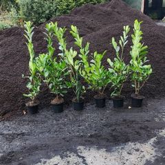 Laurel Hedging 4ft in 5 litre pot just 5 euro