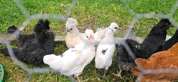 Chicks