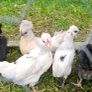 Chicks Image 2