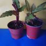 Good for terrarium plant Image 3