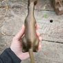 Brass kangaroo Image 10