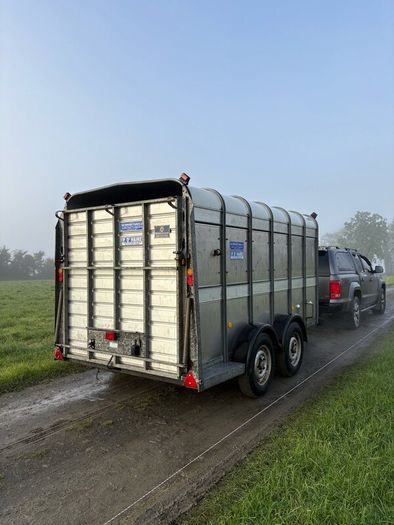 12x6 ifor Williams cattle trailer