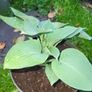 Hosta First Frost and Autumn Moon Image 10