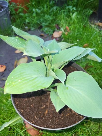 Hosta First Frost and Autumn Moon