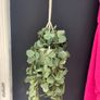 Hanging House Plant (plastic) Image 2