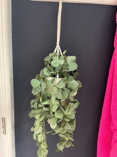 Hanging House Plant (plastic)