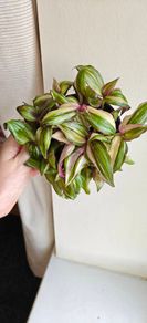 Tradescantia Discolor Multicolour large plant