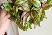 Tradescantia Discolor Multicolour large plant