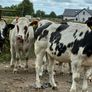 15 Belgium blue store bullocks for sale Image 10