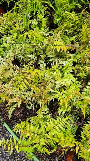 Large Ferns Three Euros