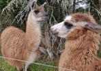 llamas