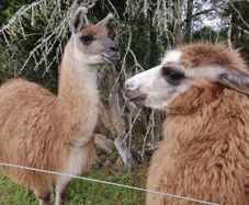 llamas