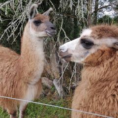 llamas