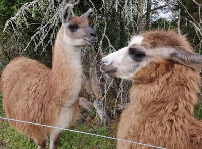 llamas