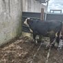 Hereford heifers Image 7