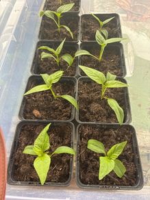 pepper plants