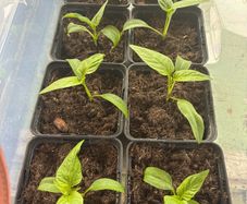 pepper plants