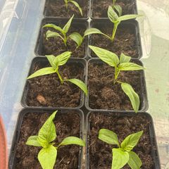 pepper plants