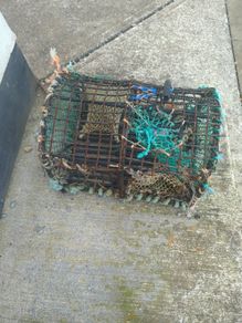 lobster pot