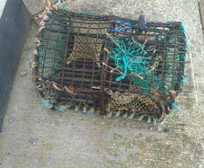 lobster pot
