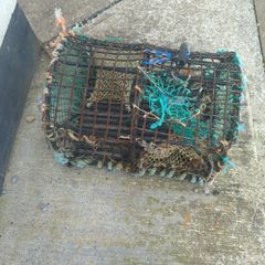lobster pot