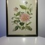Original Elizabeth A McEwen RUA - Botanical Artwork - Dahlia - 1985 Image 5