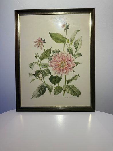 Original Elizabeth A McEwen RUA - Botanical Artwork - Dahlia - 1985