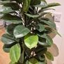 Artificial Plant Image 3