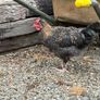 17 weeks Olive Egger Rooster for sale Image 6
