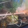 75litre Aquarium Image 4