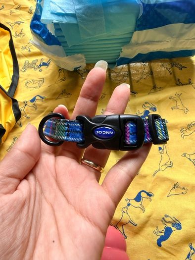 Puppy set accessories