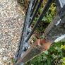 Wrought Iron Gate Image 3