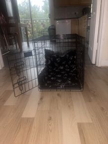 Dog Crate