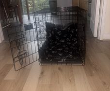 Dog Crate