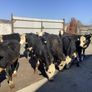 Bullocks Image 3
