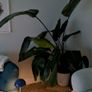 Bird of paradise plant Image 3