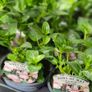 Trailing Basket Plants Image 8