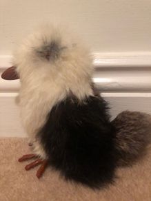 Kookaburra