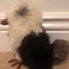 Kookaburra