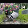 Call ducks pigeons mandarin bantam ferrets Image 7