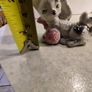 Rare find  VINTAGE PORCELAIN MARKED foreign 2 Cat Figurine.Cats Playing With Ball Figurine Image 9