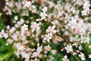London Pride (Saxifraga umbrium)