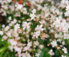 London Pride (Saxifraga umbrium)