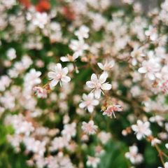 London Pride (Saxifraga umbrium)