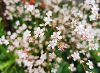London Pride (Saxifraga umbrium)